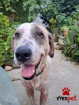 Ράτσα: Άγνωστο - Ημίαιμο | Ηλικία: 5+ | Φύλο: Αρσενικό | Αρ. Microchip: - | Ημίαιμο | Περιοχή: Νέα Σμύρνη, Αττική